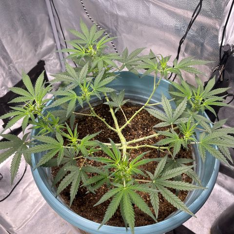 ILGM-Blue Dream Auto #2 growlog photo: First day of flower