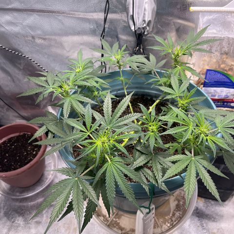 ILGM-Blue Dream Auto #2 growlog timeline photo