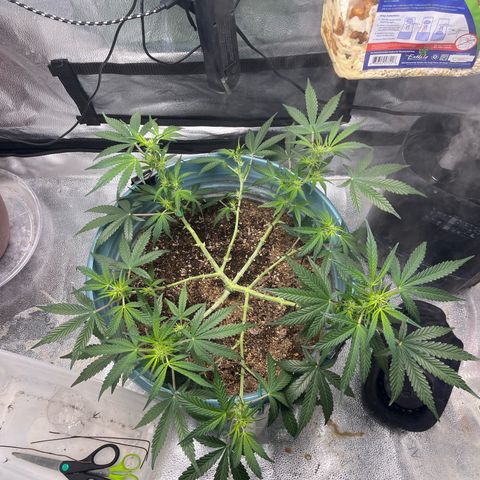 ILGM-Blue Dream Auto #2 growlog photo: Did some LST