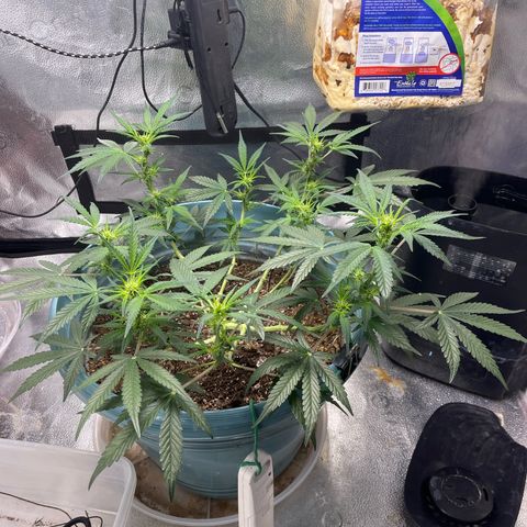 ILGM-Blue Dream Auto #2 growlog photo: An idle day. No trimmingnor LST. Soul still a little damp. But she is growing good. 