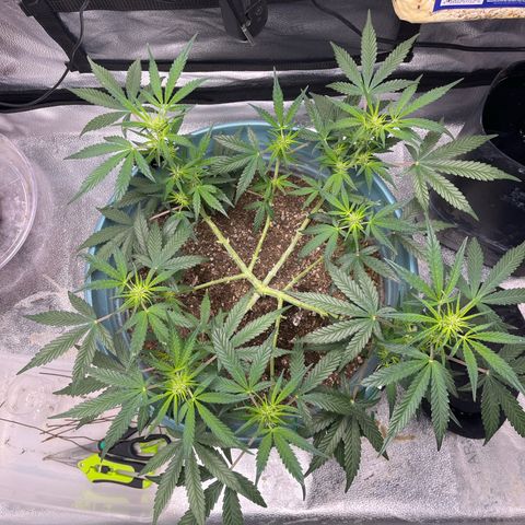 ILGM-Blue Dream Auto #2 growlog photo: An idle day. No trimmingnor LST. Soul still a little damp. But she is growing good. 