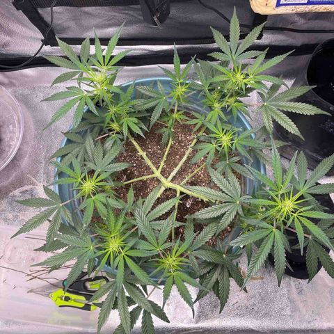 ILGM-Blue Dream Auto #2 growlog timeline photo
