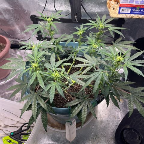 ILGM-Blue Dream Auto #2 growlog timeline photo