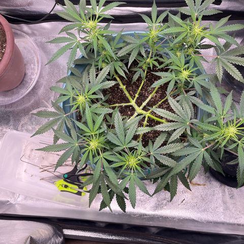 ILGM-Blue Dream Auto #2 growlog timeline photo