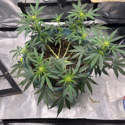 ILGM-Blue Dream Auto #2 growlog timeline photo