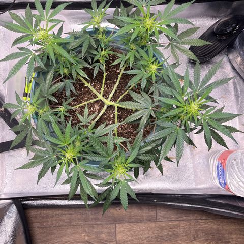 ILGM-Blue Dream Auto #2 growlog timeline photo