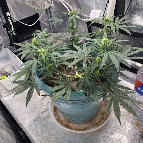 ILGM-Blue Dream Auto #2 growlog timeline photo