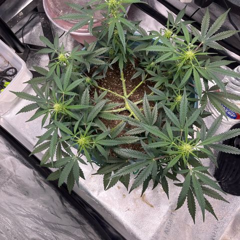 ILGM-Blue Dream Auto #2 growlog timeline photo