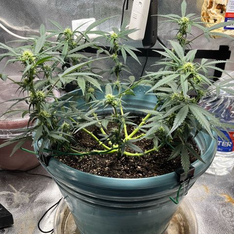 ILGM-Blue Dream Auto #2 growlog timeline photo