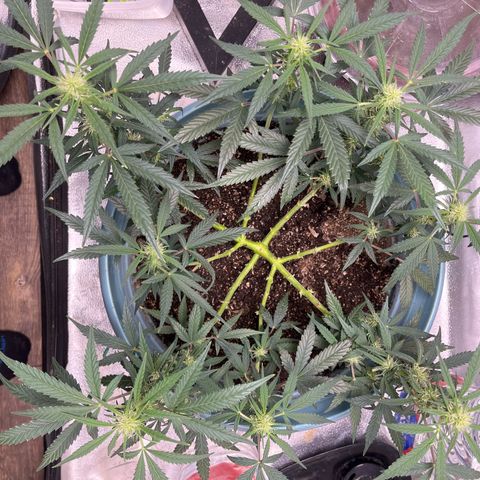 ILGM-Blue Dream Auto #2 growlog timeline photo