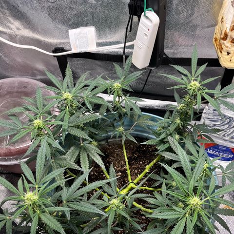 ILGM-Blue Dream Auto #2 growlog timeline photo