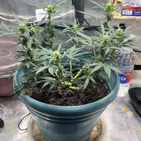 ILGM-Blue Dream Auto #2 growlog timeline photo