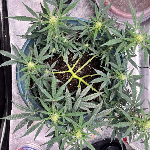 ILGM-Blue Dream Auto #2 growlog timeline photo