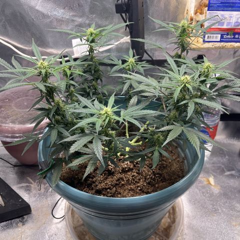 ILGM-Blue Dream Auto #2 growlog photo: Pre defoliating. 