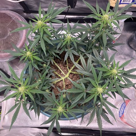 ILGM-Blue Dream Auto #2 growlog photo: Pre defoliating. 