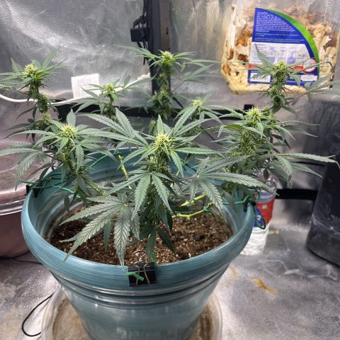 ILGM-Blue Dream Auto #2 growlog photo: Post Defoliation 