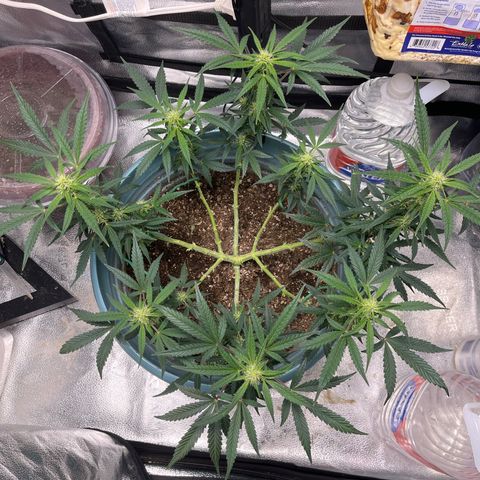 ILGM-Blue Dream Auto #2 growlog photo: Post Defoliation 