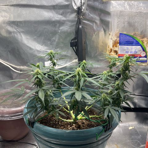 ILGM-Blue Dream Auto #2 growlog timeline photo