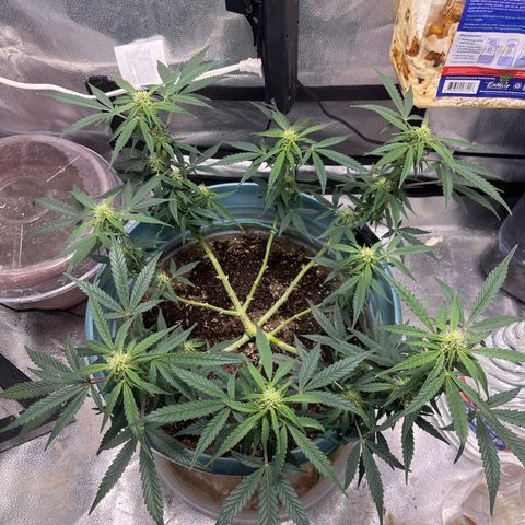 ILGM-Blue Dream Auto #2 growlog timeline photo