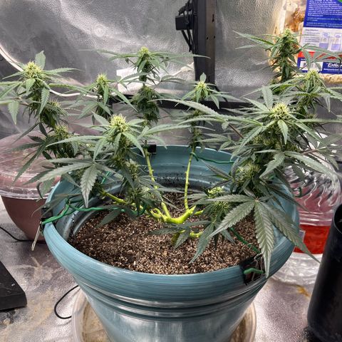 ILGM-Blue Dream Auto #2 growlog timeline photo