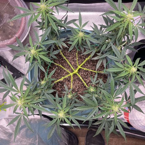 ILGM-Blue Dream Auto #2 growlog timeline photo
