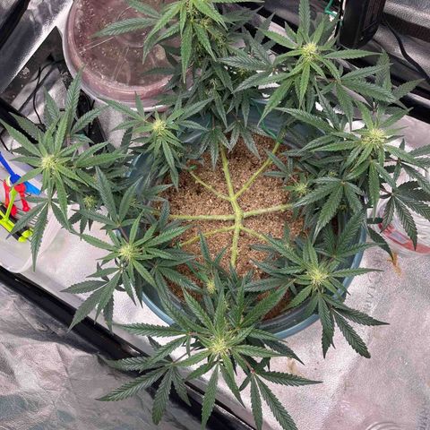 ILGM-Blue Dream Auto #2 growlog timeline photo