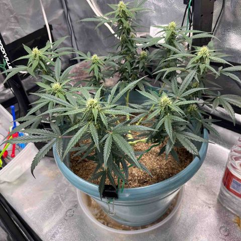 ILGM-Blue Dream Auto #2 growlog timeline photo