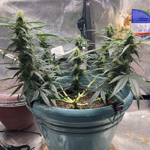 ILGM-Blue Dream Auto #2 growlog timeline photo