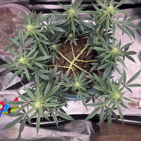 ILGM-Blue Dream Auto #2 growlog timeline photo
