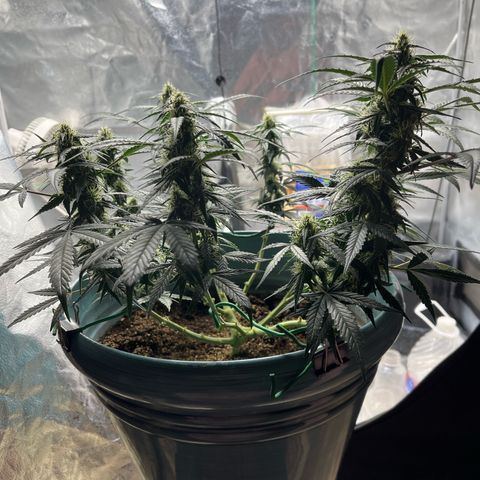 ILGM-Blue Dream Auto #2 growlog timeline photo