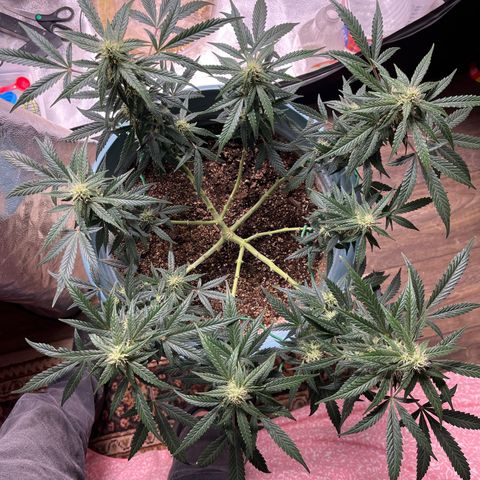 ILGM-Blue Dream Auto #2 growlog timeline photo