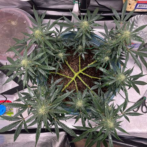 ILGM-Blue Dream Auto #2 growlog timeline photo
