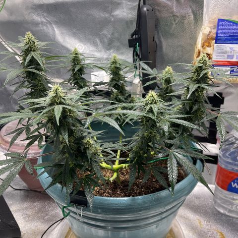 ILGM-Blue Dream Auto #2 growlog timeline photo