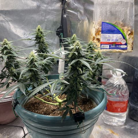 ILGM-Blue Dream Auto #2 growlog timeline photo