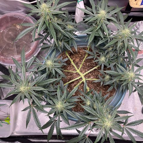 ILGM-Blue Dream Auto #2 growlog timeline photo