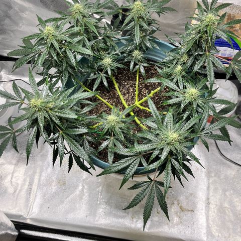 ILGM-Blue Dream Auto #2 growlog timeline photo