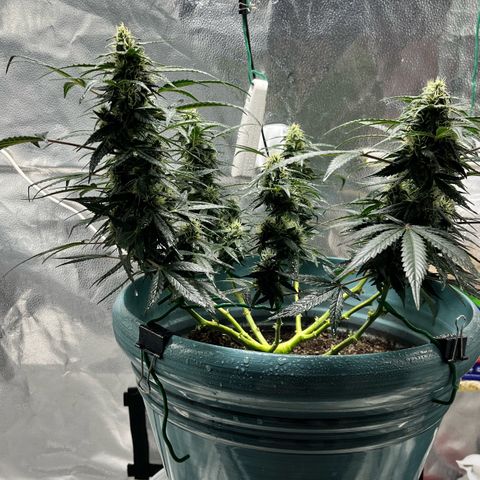 ILGM-Blue Dream Auto #2 growlog timeline photo