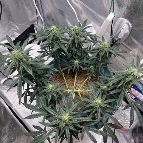 ILGM-Blue Dream Auto #2 growlog timeline photo