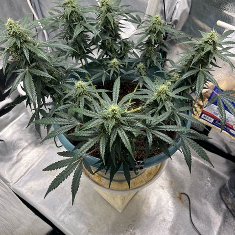 ILGM-Blue Dream Auto #2 growlog timeline photo