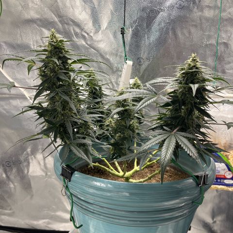 ILGM-Blue Dream Auto #2 growlog timeline photo