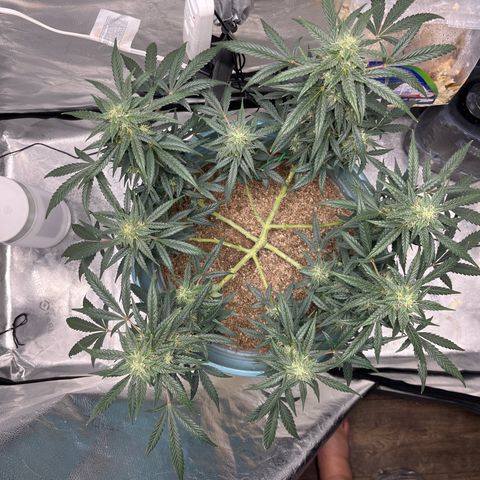 ILGM-Blue Dream Auto #2 growlog timeline photo
