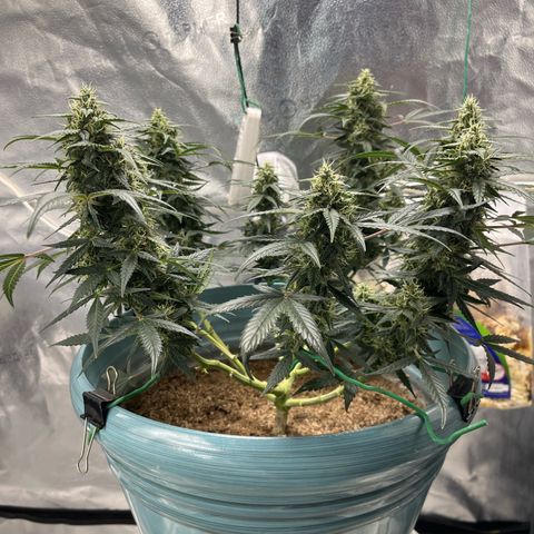 ILGM-Blue Dream Auto #2 growlog timeline photo