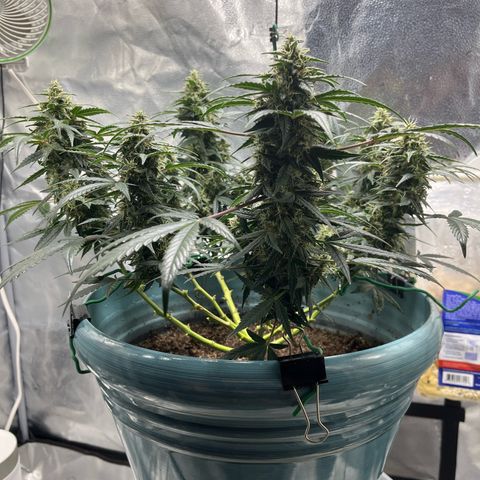 ILGM-Blue Dream Auto #2 growlog timeline photo