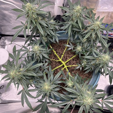 ILGM-Blue Dream Auto #2 growlog timeline photo