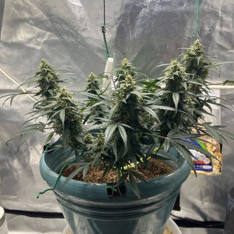 ILGM-Blue Dream Auto #2 growlog photo: Bud development is going good. Here are a few photos of the Tricone development as well as my normal front and top view. 

Additionally, everyday now that she’s in flower I mist the leaves like I’m simulating heavy morning dew or a light misty rain. The plant seems to like it. 