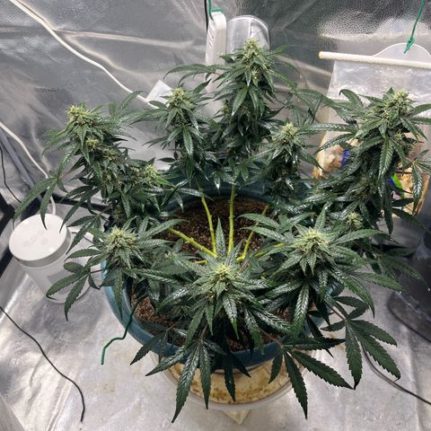 ILGM-Blue Dream Auto #2 growlog photo: Bud development is going good. Here are a few photos of the Tricone development as well as my normal front and top view. 

Additionally, everyday now that she’s in flower I mist the leaves like I’m simulating heavy morning dew or a light misty rain. The plant seems to like it. 