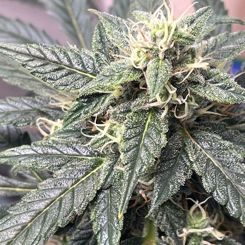 ILGM-Blue Dream Auto #2 growlog photo: Bud development is going good. Here are a few photos of the Tricone development as well as my normal front and top view. 

Additionally, everyday now that she’s in flower I mist the leaves like I’m simulating heavy morning dew or a light misty rain. The plant seems to like it. 