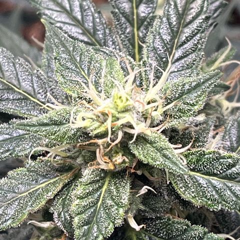 ILGM-Blue Dream Auto #2 growlog photo: Bud development is going good. Here are a few photos of the Tricone development as well as my normal front and top view. 

Additionally, everyday now that she’s in flower I mist the leaves like I’m simulating heavy morning dew or a light misty rain. The plant seems to like it. 