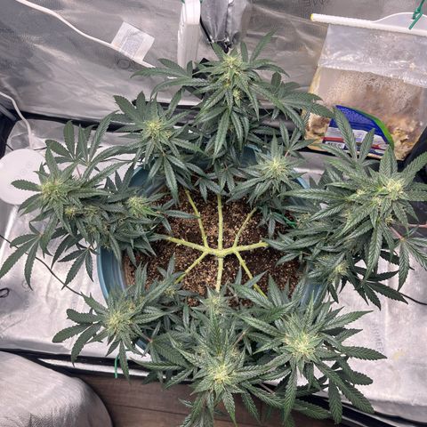 ILGM-Blue Dream Auto #2 growlog photo: Bud development is going good. Here are a few photos of the Tricone development as well as my normal front and top view. 

Additionally, everyday now that she’s in flower I mist the leaves like I’m simulating heavy morning dew or a light misty rain. The plant seems to like it. 