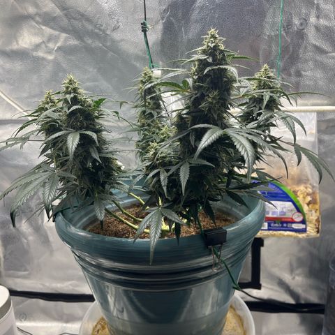 ILGM-Blue Dream Auto #2 growlog photo: Bud development is going good. Here are a few photos of the Tricone development as well as my normal front and top view. 

Additionally, everyday now that she’s in flower I mist the leaves like I’m simulating heavy morning dew or a light misty rain. The plant seems to like it. 